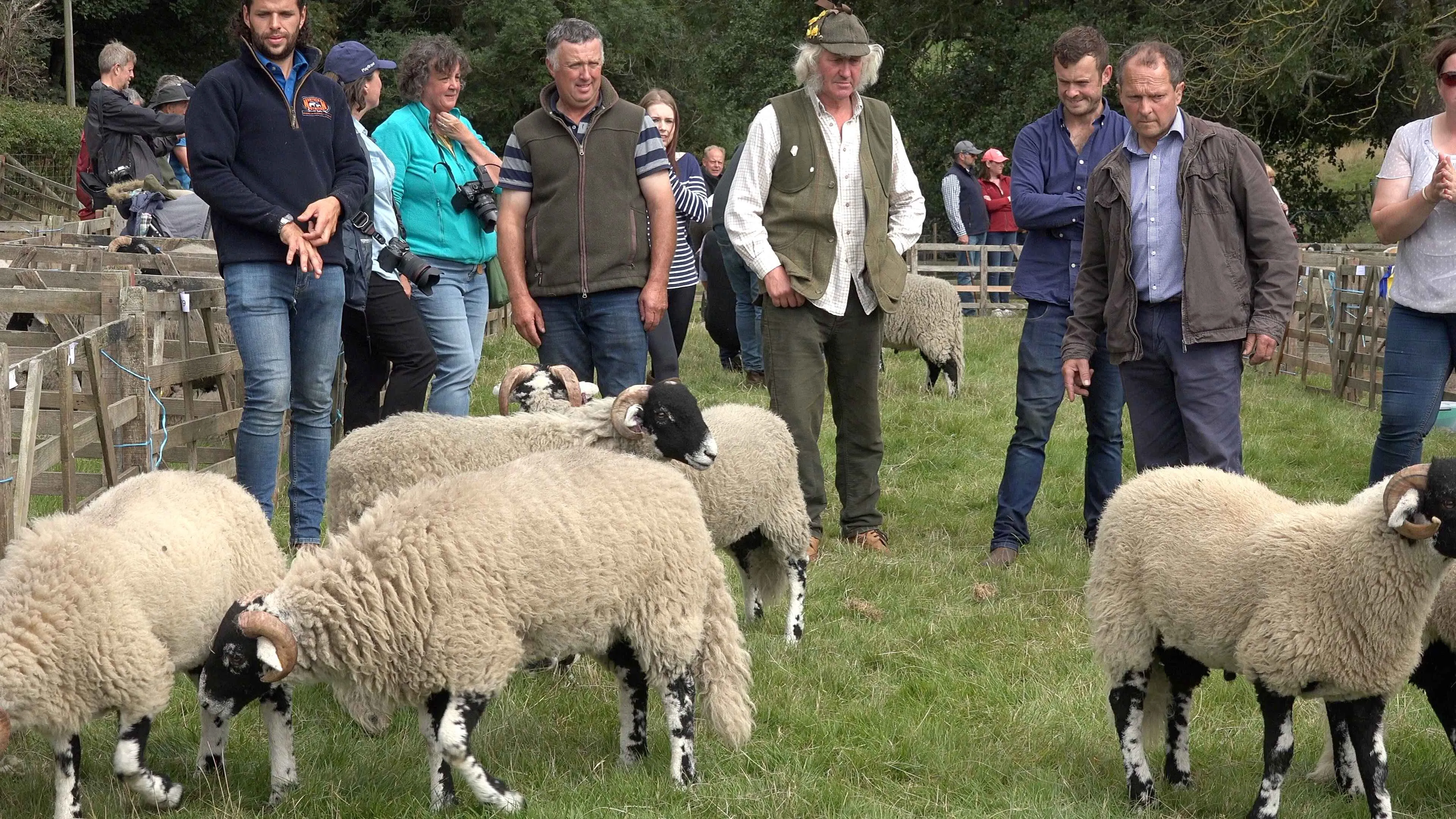 sheep judging at the Farndale Show 